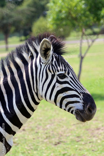 Board z aluminiowym obramowaniem Zebra