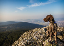 On A Rock Hound Dog