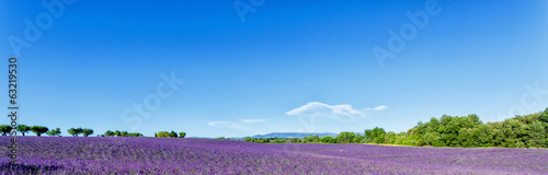 Board z aluminiowym obramowaniem Panoramiczny widok lawendowych poly w provence, france