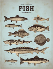 Sealife Illustrations: Fish (2)