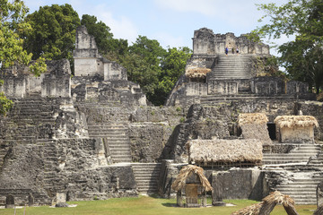 Wall Mural - Mayan pyramid in Tikal, Guatemala