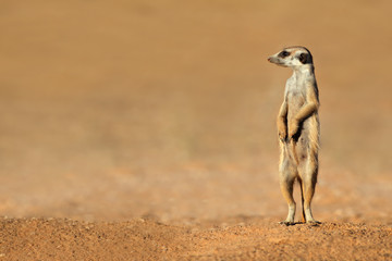 Wall Mural - meerkat on guard, kalahari desert