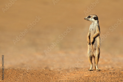 Fotomural Meerkat on guard, Kalahari desert