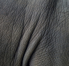 Skin Texture Of Elephant.