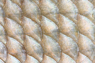 Wall Mural - Natural background from fish scales (The Common Bream).