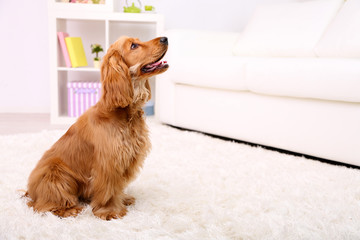 Wall Mural - Beautiful cocker spaniel in room