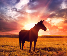 Landscape With Horse In Sunrise