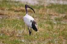African Sacred Ibis.
