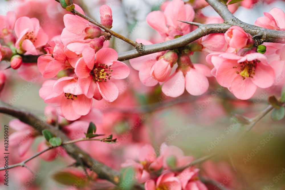 Spring Blossoms - obrazy, fototapety, plakaty 