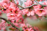Spring Blossoms