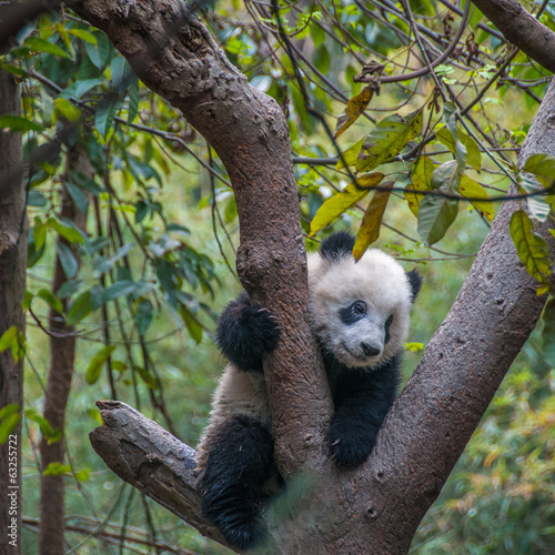 Obraz na płótnie canvas czteroczęściowy "tetraptyk" Panda wielka