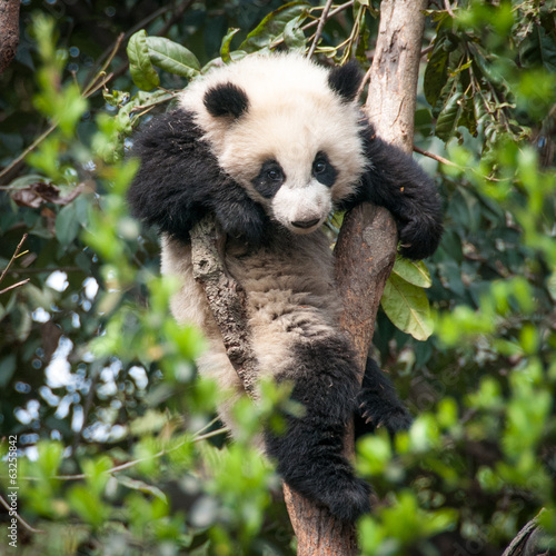Obraz na płótnie canvas dwuczęściowy "dyptyk" Słodka panda