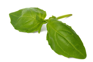 Wall Mural - basil leaves on white