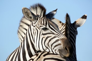 Wall Mural - zebra friends