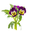 closeup of pansy isolated on white