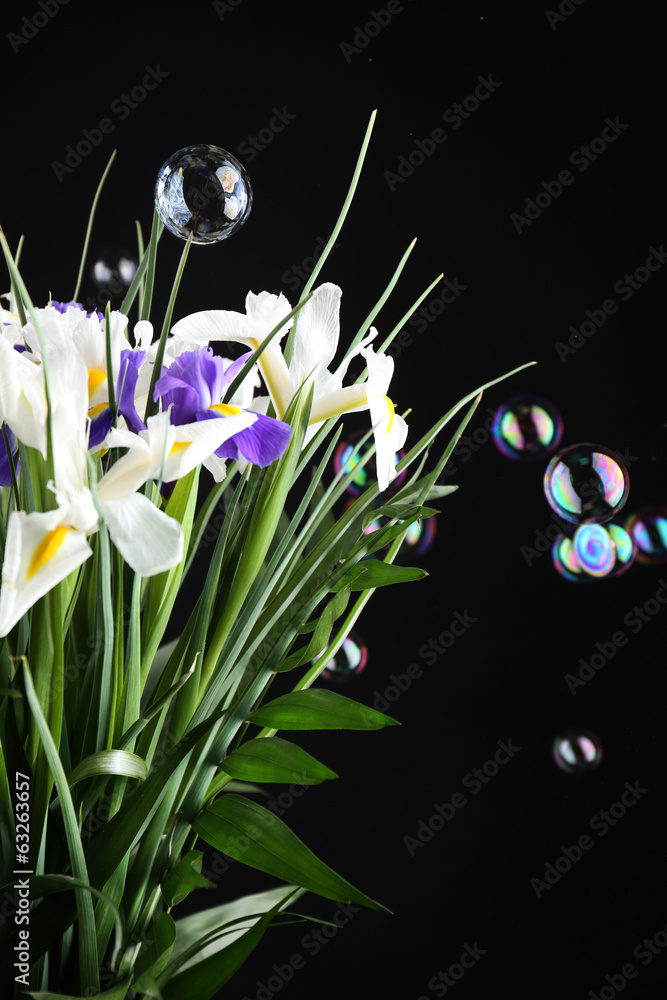 Beautiful irises on black background