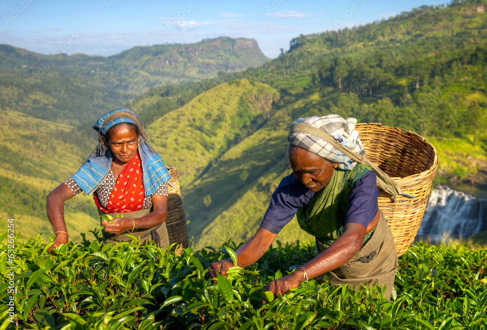 Women Tea Pickers in Sri Lanka - obrazy, fototapety, plakaty 
