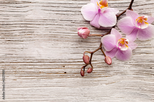Plakat na papierze fotorealistycznym Orchidea.