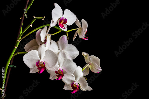Plakat na papierze fotorealistycznym Piękna orchidea na ciemnym tle
