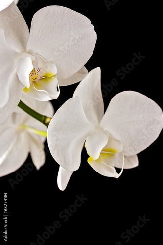 Plakat na papierze fotorealistycznym Piękna orchidea na ciemnym tle