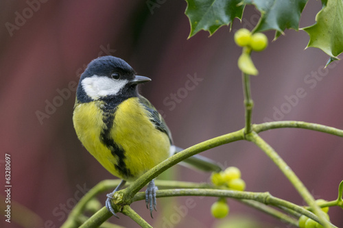 Naklejka - mata magnetyczna na lodówkę Mésange charbonnière (Parus major - Great Tit)