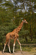 Giraffe walking in the forest