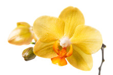 Yellow Orchid On A White Background
