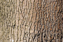 Brown Tree Bark Texture In Landscape Orientation