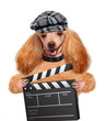© Rasulov - Movie clapper board director dog.