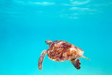 Fototapeta Londyn - Turtle, underwater shot, shallow focus, Riviera Maya
