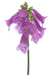 Wall Mural - foxglove