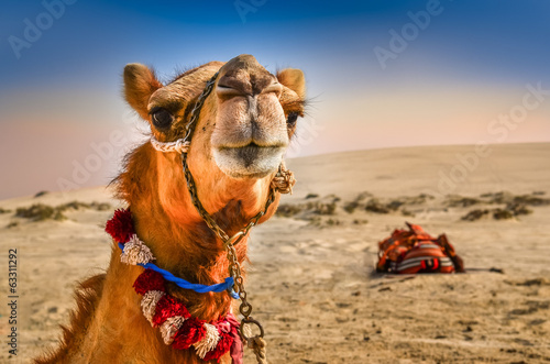 Naklejka - mata magnetyczna na lodówkę Detail of camel's head with funny expresion