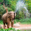 Elephant make water spray - Nature shower