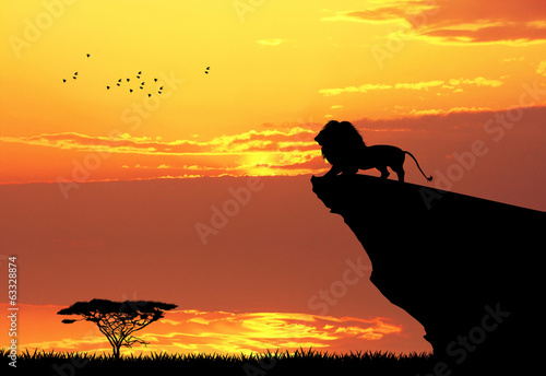 Fototapeta  Lion on rope