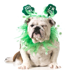 st. patricks day dog