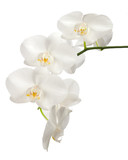 Fototapeta Storczyk - White orchid isolated on white background