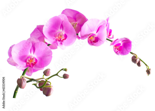 Obraz na płótnie canvas Zdjęcia orchidei falenopsis.seriya.