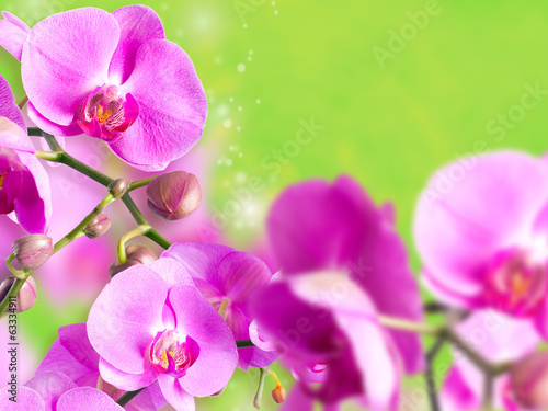 Plakat na papierze fotorealistycznym Zdjęcia orchidei falenopsis.seriya.