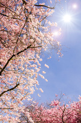 Fotomurales - Japanische Kirschblüten und frischer Frühlings-Himmel :)