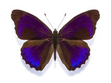 Fototapeta Motyle - tropical butterfly Eunica alpais excelsa