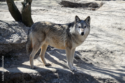 Fotoboard na płycie Młody wilk w zoo Kyiv