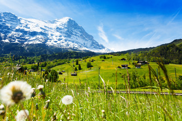 Wall Mural - Blooming flowers with beautiful Swiss landscape