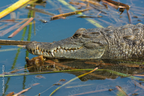 Plakat Krokodyl zachodnioafrykański odpoczynku w wodzie na pływające trzciny