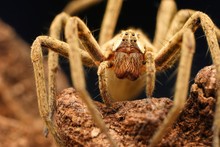 Closeup Of Spider In Its Natural Environment