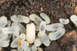 Lasius ant larva and egg, extreme close-up