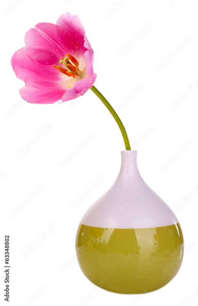 Beautiful tulip in vase isolated on white