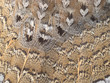 Ruffed grouse feathers nature pattern background