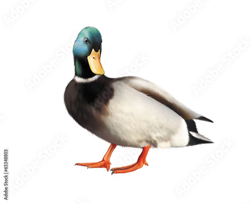 Fotografía Colorful male mallard duck isolated on white background