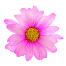 Pink Daisy Flower Isolated On White