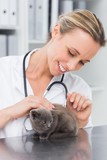 Female veterinarian examining kitten